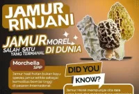 Jamur Morel, atau Morchella aff. deliciosa, ditemukan di Taman Nasional Gunung Rinjani.  (TNGR) 
