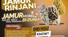 Jamur Morel, atau Morchella aff. deliciosa, ditemukan di Taman Nasional Gunung Rinjani.  (TNGR) 