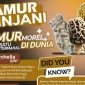 Jamur Morel, atau Morchella aff. deliciosa, ditemukan di Taman Nasional Gunung Rinjani.  (TNGR) 