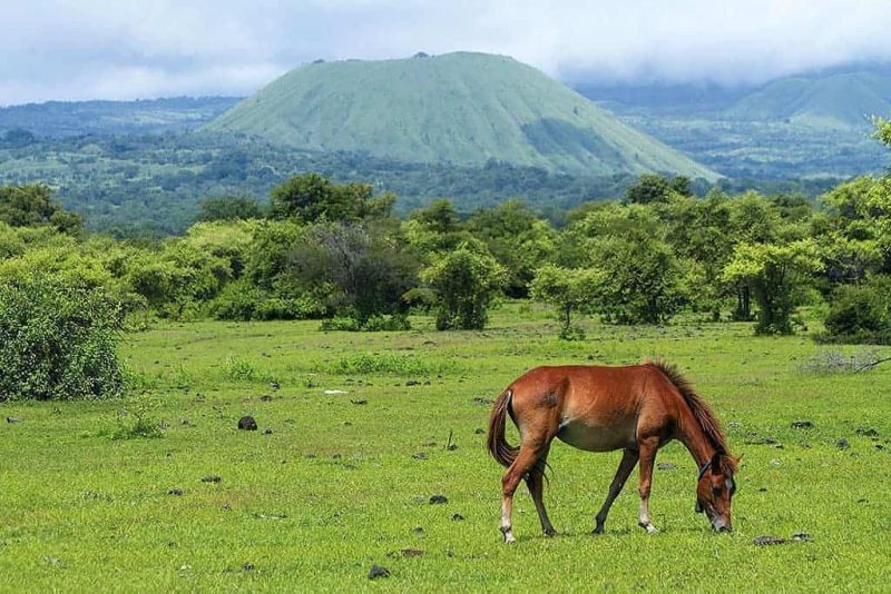Terlihat seekor kuda sedang memakan rumput di Afrika Kecil, kabupaten Dompu. (dok.google maps)