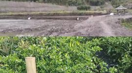 Eks tambang pasir yang disulap menjafi lahan agrobisnis, mampu menghasilkan Rp250 Juta. (foto/www.lombokini.com)