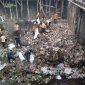 Merespons kebiasaan warga yang membuang sampah di jembatan pasar Aikmel, para pemuda Belpas Aikmel mengajak pelajar untuk melakukan pembersihan, Sabtu 27 Juli 2024. (Foto: Lombokini.com).