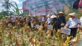 Panen Jagung Serentak Langkah Maju untuk Pertanian Berkelanjutan di Lombok Timur. (Foto: Lombokini.com)

