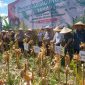 Panen Jagung Serentak Langkah Maju untuk Pertanian Berkelanjutan di Lombok Timur. (Foto: Lombokini.com)
