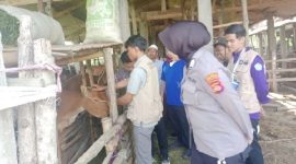 Polres Lombok Tengah dan Dinas Pertanian Edukasi Peternak Sapi Cegah Penyebaran PMK. (Foto: Lombokini.com/TBNews).