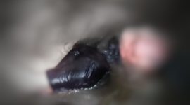 Warga Binaan Lapas Selong Tewas dengan Luka Sayatan di Sungai Tetebatu. (Foto: Lombokini.com/Humas Polres Lombok Timur).