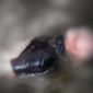 Warga Binaan Lapas Selong Tewas dengan Luka Sayatan di Sungai Tetebatu. (Foto: Lombokini.com/Humas Polres Lombok Timur).