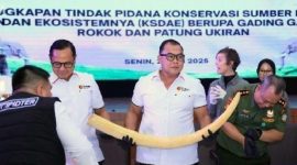 Dittipidter Bareskrim Polri Ungkap Jaringan Peredaran Gading Gajah Asia via TikTok dan Facebook, 4 Tersangka Diamankan. (Foto: Lombokini.com)