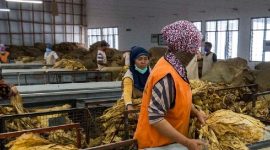 Pemkab Lombok Timur  tertibkan gudang tembakau ilegal, wajibkan kontribusi Rp100/kg dan surat jalan verifikasi. Bupati tegaskan ciptakan persaingan sehat. (Foto: Lombokini.com).