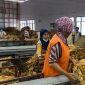 Pemkab Lombok Timur  tertibkan gudang tembakau ilegal, wajibkan kontribusi Rp100/kg dan surat jalan verifikasi. Bupati tegaskan ciptakan persaingan sehat. (Foto: Lombokini.com).