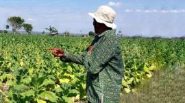 Cuaca Buruk Ancam Produksi Tembakau Lombok Timur, Diprediksi Turun 15 Persen. (Foto: Lombokini.com).