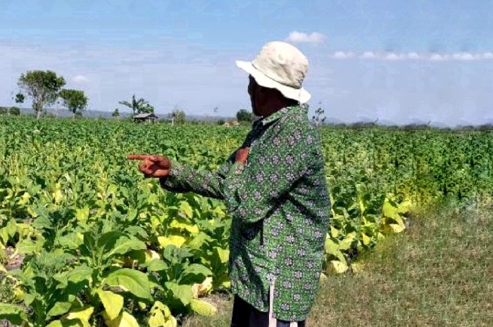 Cuaca Buruk Ancam Produksi Tembakau Lombok Timur, Diprediksi Turun 15 Persen. (Foto: Lombokini.com).