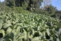 Dinas Pertanian Lombok Timur Pastikan Serapan Tembakau Petani. (Foto: Lombokini.com).