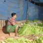Harga Tembakau Lombok Timur Anjlok, Petani Protes dan Minta Intervensi Pemerintah. (Foto: Lombokini.com).