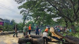 Pohon tumbang dampak cuaca esktrem di Lombok. (Foto: Lombokini.com/BPBD NTB).