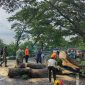 Pohon tumbang dampak cuaca esktrem di Lombok. (Foto: Lombokini.com/BPBD NTB).