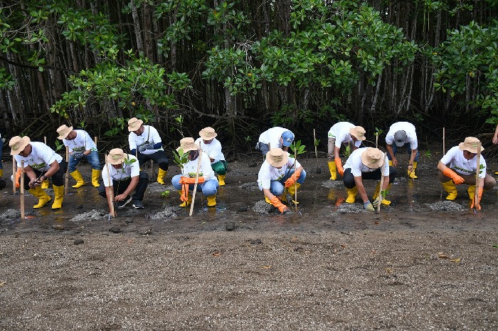 PT PLN NTB Tanam 5.000 Mangrove, Dukung Ekonomi dan Konservasi Lombok Timur. (Foto: Lombokini.com).