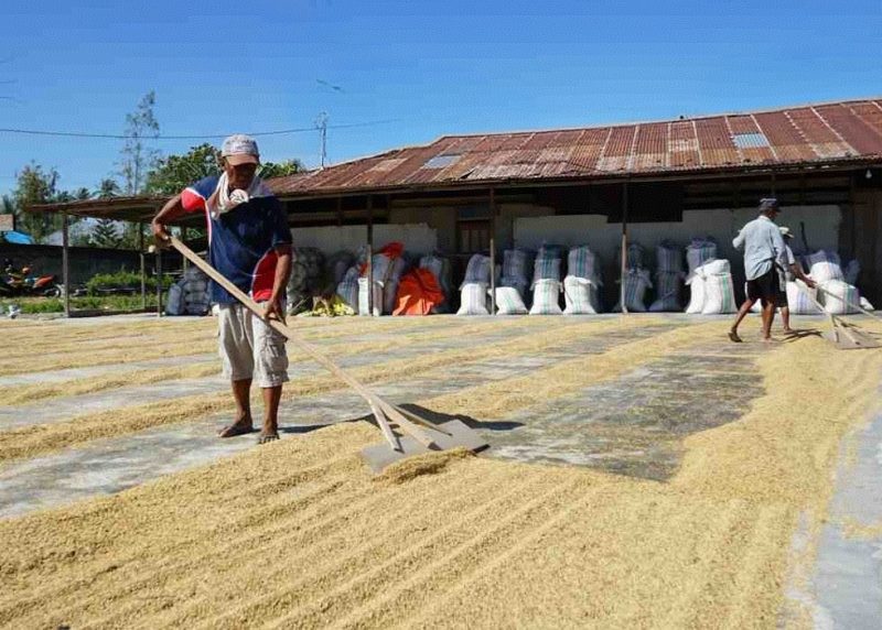 Produksi Padi di Lombok Timur Melonjak 155,93 Persen. (Foto: Lombokini.com).