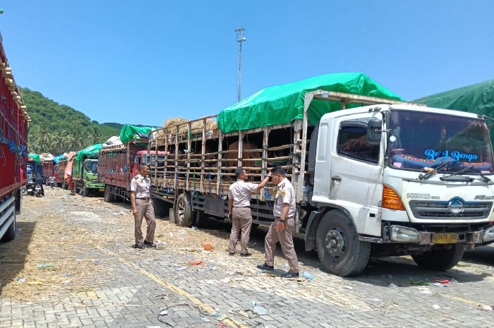 Petugas karantina memeriksa kesehatan sapi sebelum pengiriman ke Jabodetabek di Pelabuhan Gili Mas, NTB, Selasa 14 April 2026. (Foto: Lombokini.com).