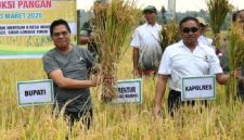 Bupati Lombok Timur Haerul Warisin menghadiri panen padi kemitraan bersama PT Agrinas dan mengajak petani mendukung kemandirian pangan di Desa Montong Baan, Kecamatan Sikur, Kamis 13 Maret 2025. (Foto: Lombokini.com).