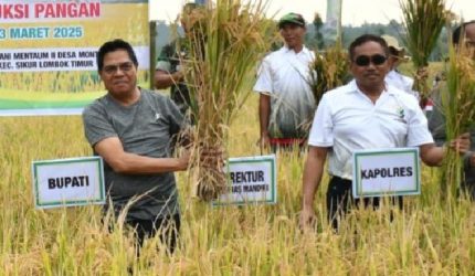 Bupati Lombok Timur menghadiri panen padi kemitraan bersama PT Agrinas dan mendorong petani untuk mendukung kemandirian pangan.