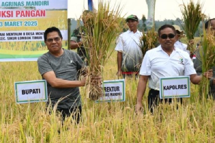 Bupati Lombok Timur Haerul Warisin menghadiri panen padi kemitraan bersama PT Agrinas dan mengajak petani mendukung kemandirian pangan di Desa Montong Baan, Kecamatan Sikur, Kamis 13 Maret 2025. (Foto: Lombokini.com).
