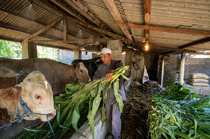 Peternak sapi kurban Presiden, memberi pakan di kandang miliknya di Desa Tirtanadi, Labuhan Haji, Lombok Timur, Kamis 14 Mei 2026. (Foto: Lombokini.com).