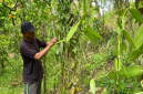 Cuaca Tak Menentu dan Harga Fluktuatif, Petani Vanili Lenek Duren Tetap Bertahan. (Foto: Lombokini.com/Nanang).