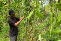 Cuaca Tak Menentu dan Harga Fluktuatif, Petani Vanili Lenek Duren Tetap Bertahan. (Foto: Lombokini.com/Nanang).