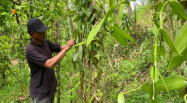 Cuaca Tak Menentu dan Harga Fluktuatif, Petani Vanili Lenek Duren Tetap Bertahan. (Foto: Lombokini.com/Nanang).