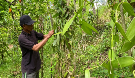 Cuaca Tak Menentu dan Harga Fluktuatif, Petani Vanili Lenek Duren Tetap Bertahan.