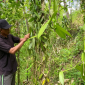 Cuaca Tak Menentu dan Harga Fluktuatif, Petani Vanili Lenek Duren Tetap Bertahan. (Foto: Lombokini.com/Nanang).