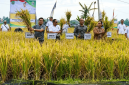 Bupati Lombok Timur bersama Kepala Dinas Pertanian dan jajaran pejabat terkait memanen padi pada gelaran panen raya beberapa waktu lalu. (Foto: Lombokini.com)