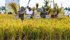 Bupati Lombok Timur bersama Kepala Dinas Pertanian dan jajaran pejabat terkait memanen padi pada gelaran panen raya beberapa waktu lalu. (Foto: Lombokini.com)